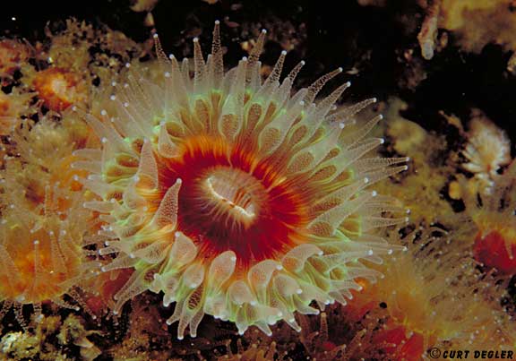 Brown Cup Coral, Carmel Bay, California